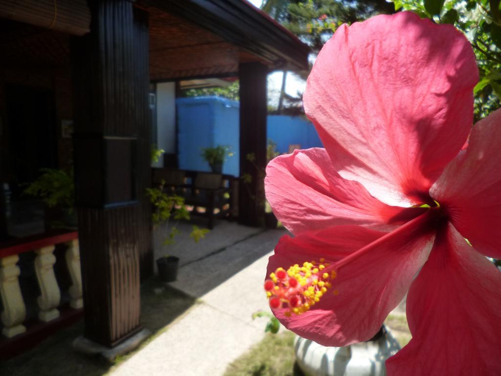 Casakeja Inn Đảo Đảo Panglao Ngoại thất bức ảnh